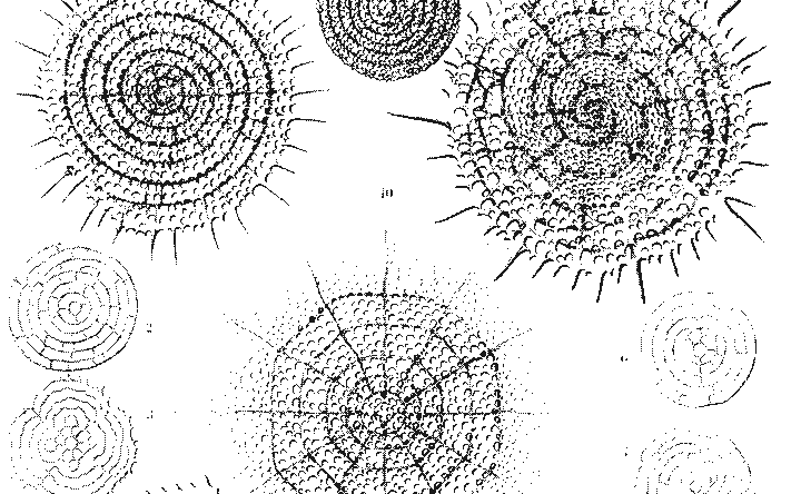 Plate 41 of Haeckel's Radiolaria: eleven numbered skeletons on bare white